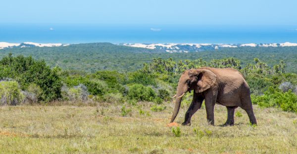 Addo-Elephant-Park