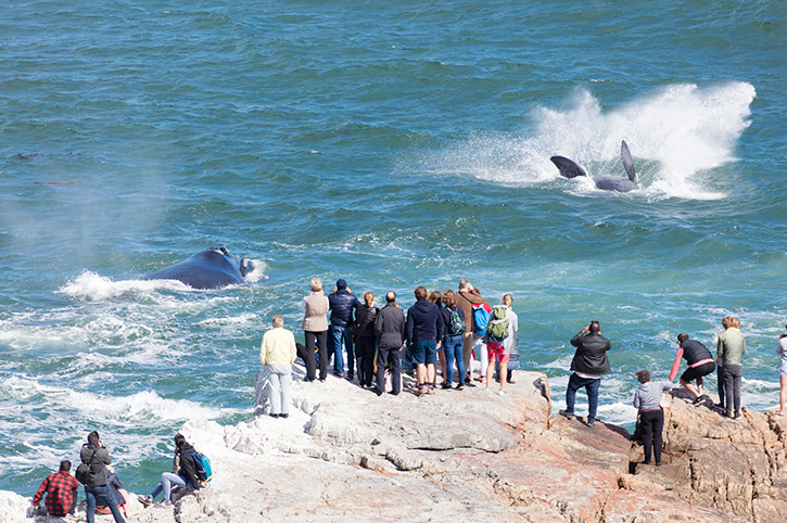 Hermanus-Whales-whale watching