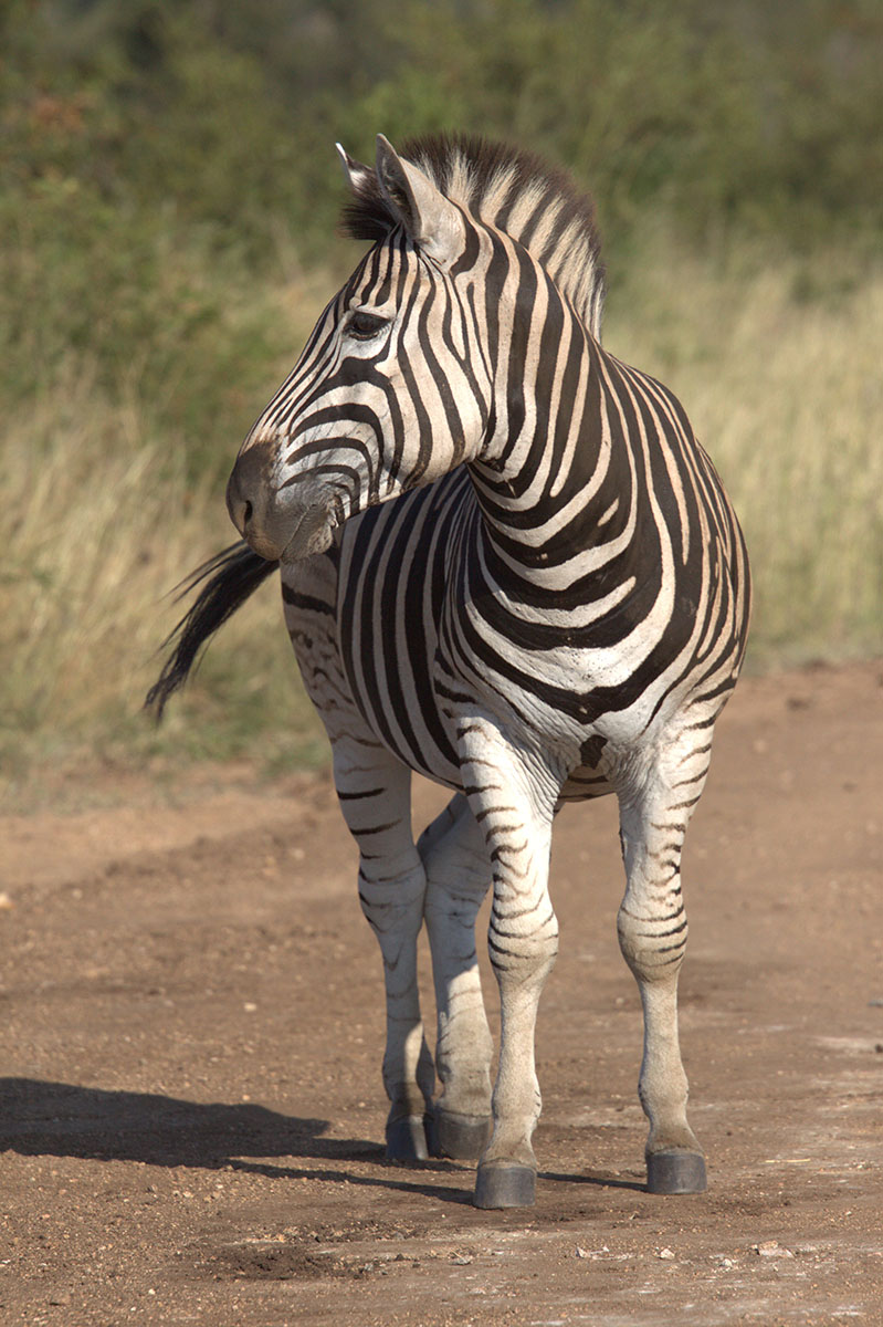Zebra- Krugerpark-safari- Zuid -Afrika
