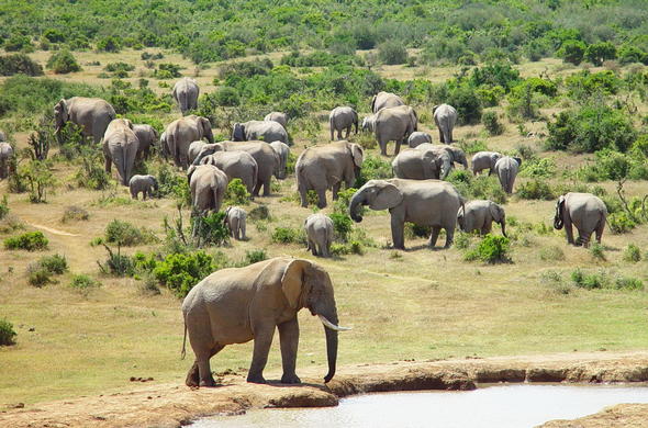 addo-elephant-national-park-elephants-safari