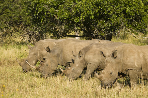hluhluwe-rhino-kwazulu-natal-zuid-afrika