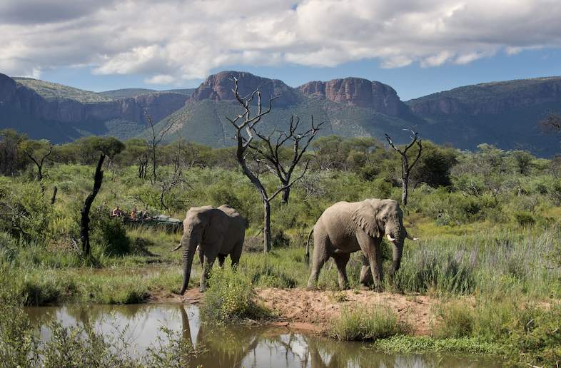 marataba-safari-lodge-game-drive-elephants