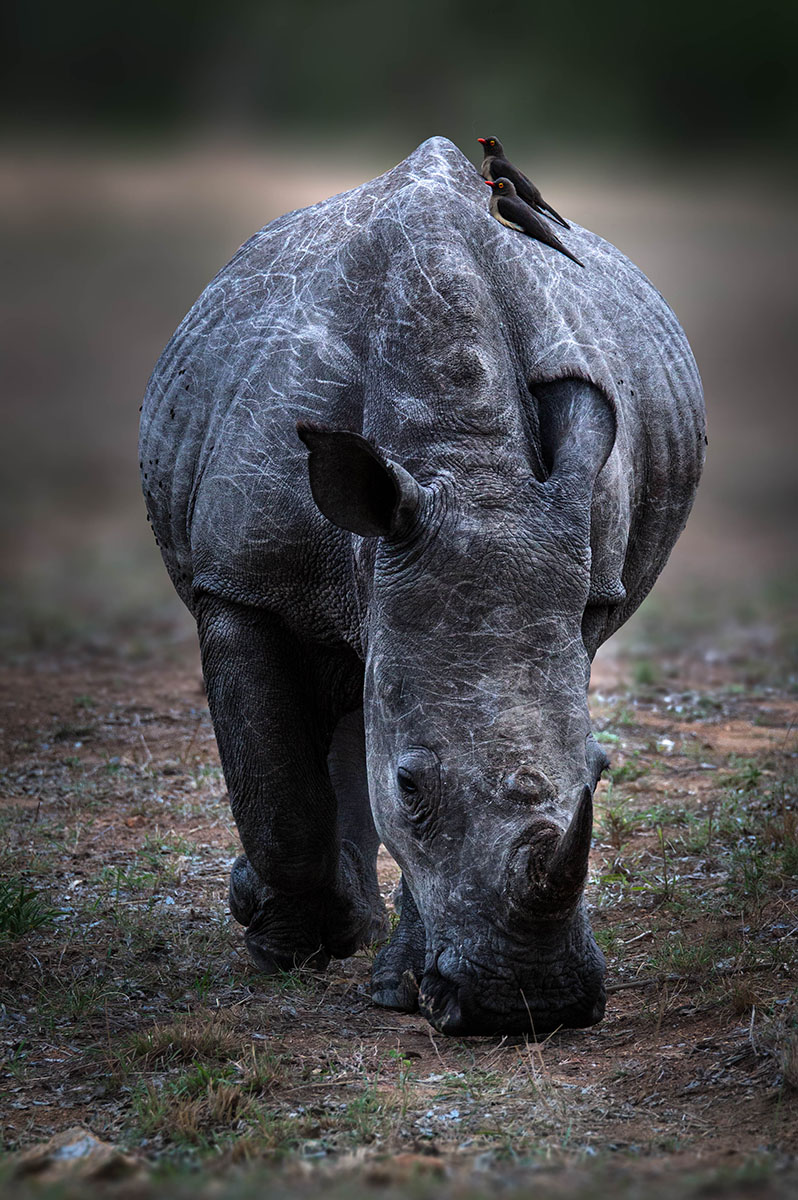 neushoorn-safari-krugerpark-zuid-afrika