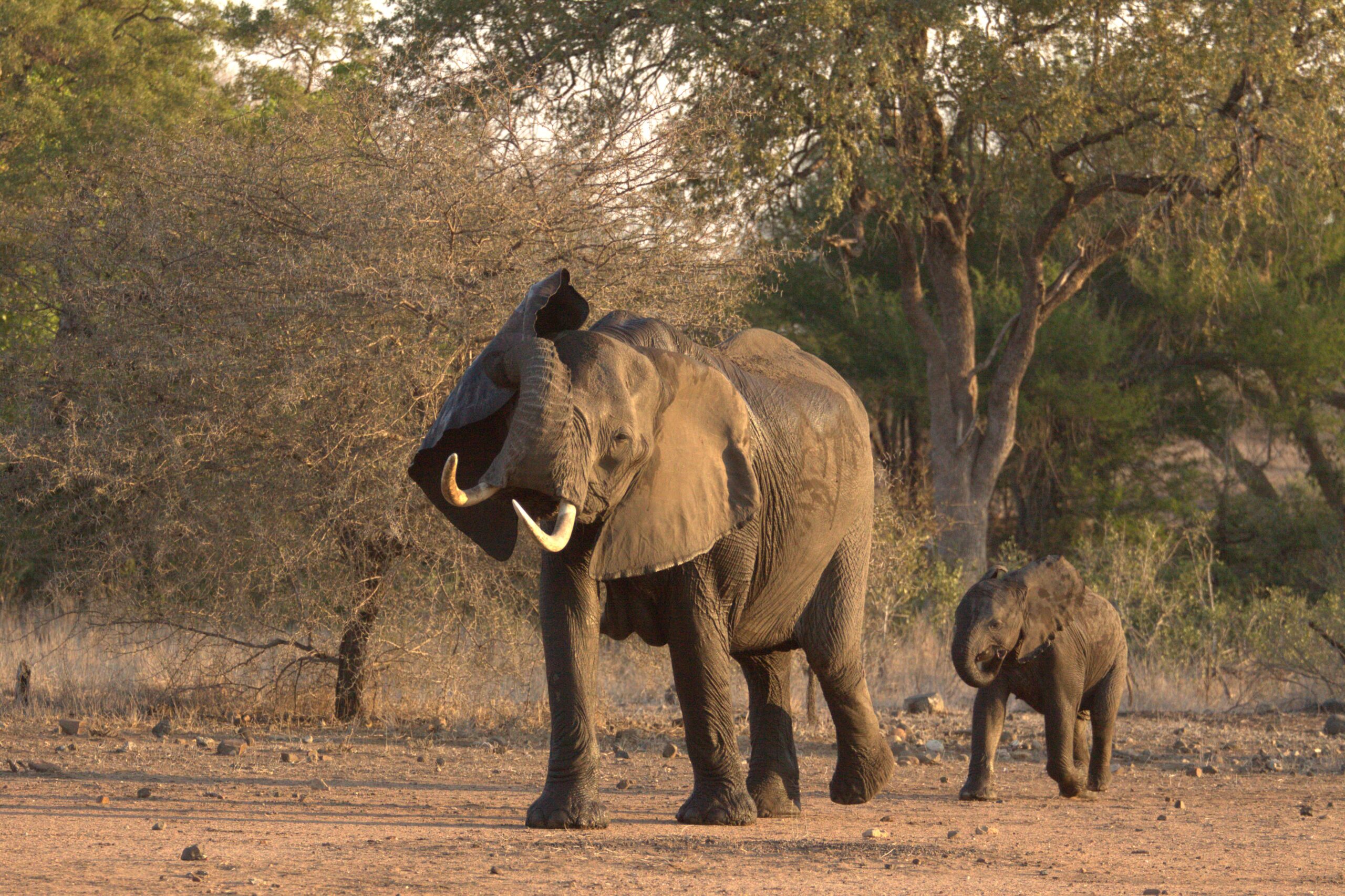 olifant-met-jong-krugerpark-zuid-afrika