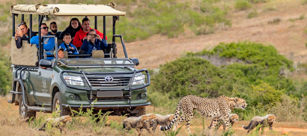 garden-route-game-lodge-safari-game-drive