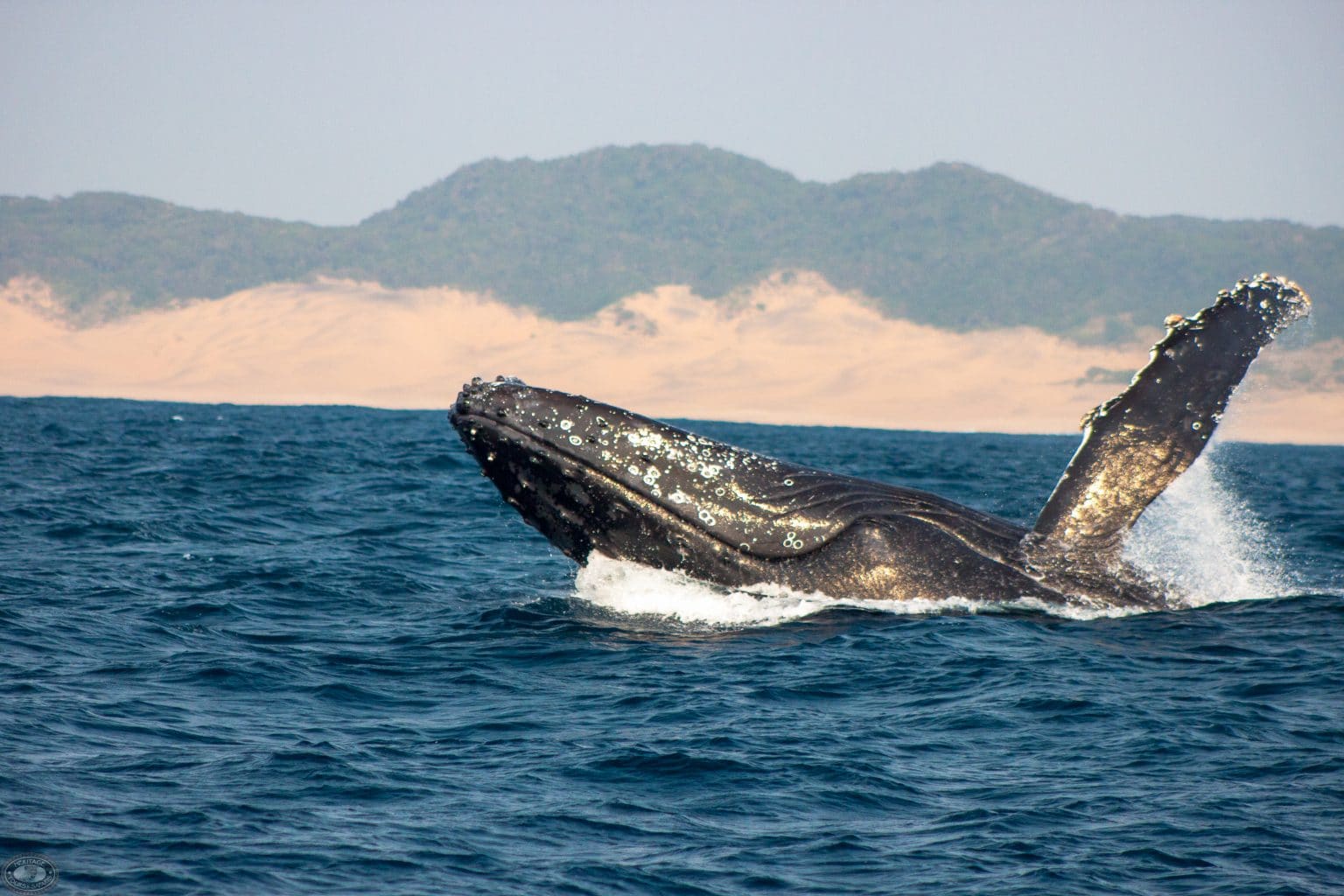 springende-walvis-zuid- afrika- whale watching-st.lucia springende-walvis-zuid- afrika- whale watching