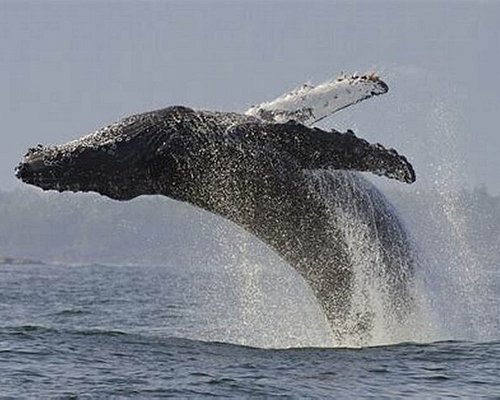 Southern Right Whale Hermanus