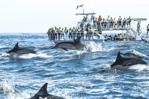 Boottocht walvissen Hermanus