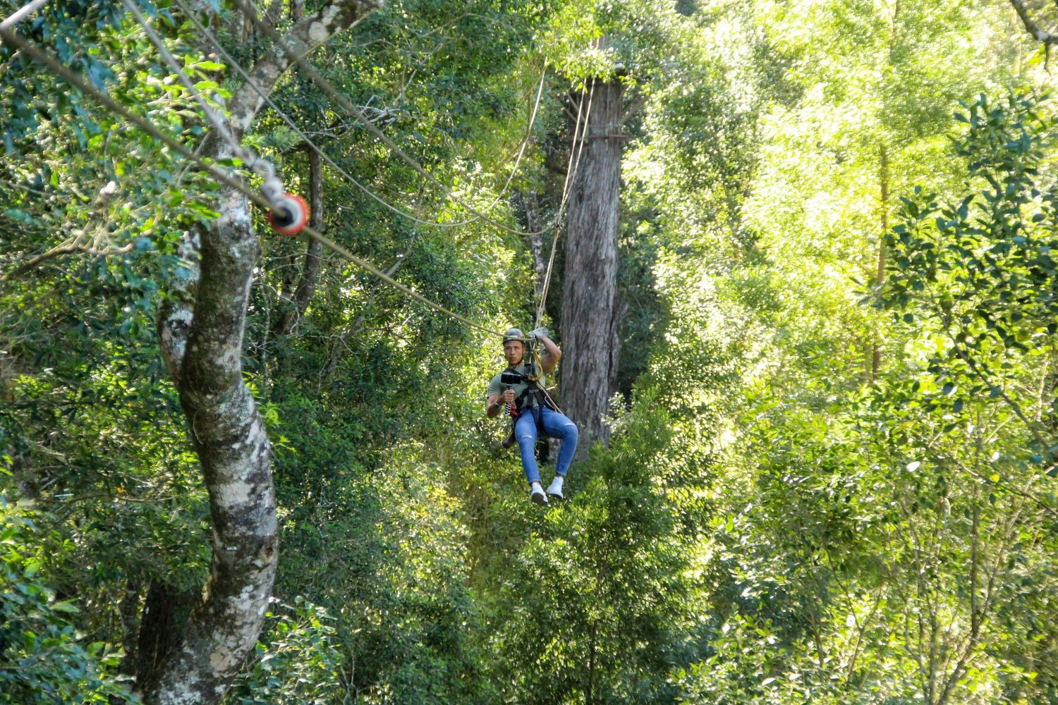 Canopy tour tussen de boomtoppen bij Tsitsikamma National Park
