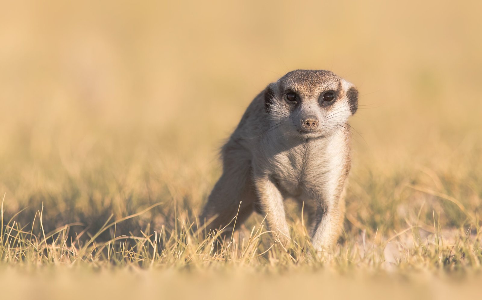 Stokstaartje in het gouden gras tijdens een malariavrije safari in Zuid-Afrika