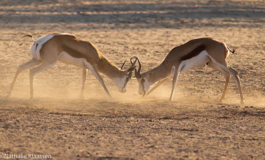 Twee springbokken vechten met hun hoorns in het opwaaiende stof tijdens een safari in Zuid-Afrika