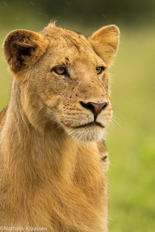 Leeuwin tijdens een malariavrije safari in Zuid-Afrika